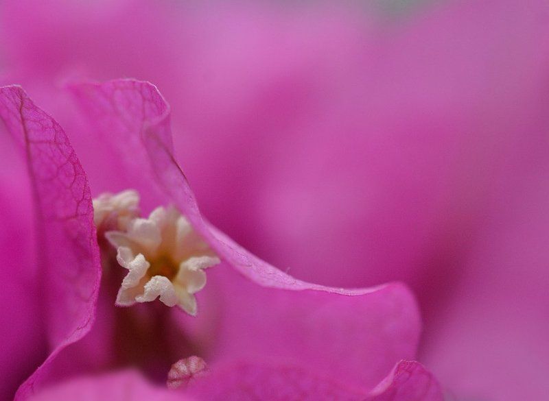 Цветениеphoto preview