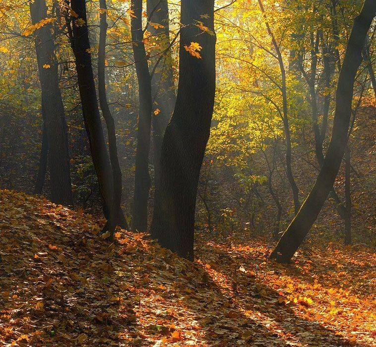 Осенний квадрат. Автор: Александр , Александр