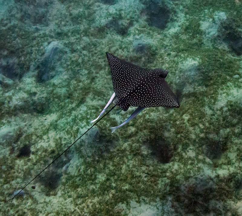 Скаты Абу Дабабphoto preview