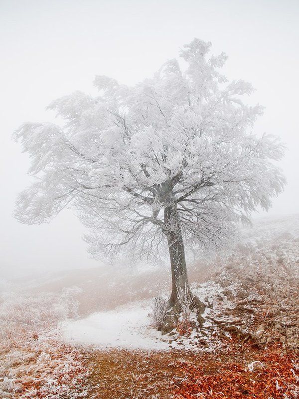 Осенние заморозкиphoto preview