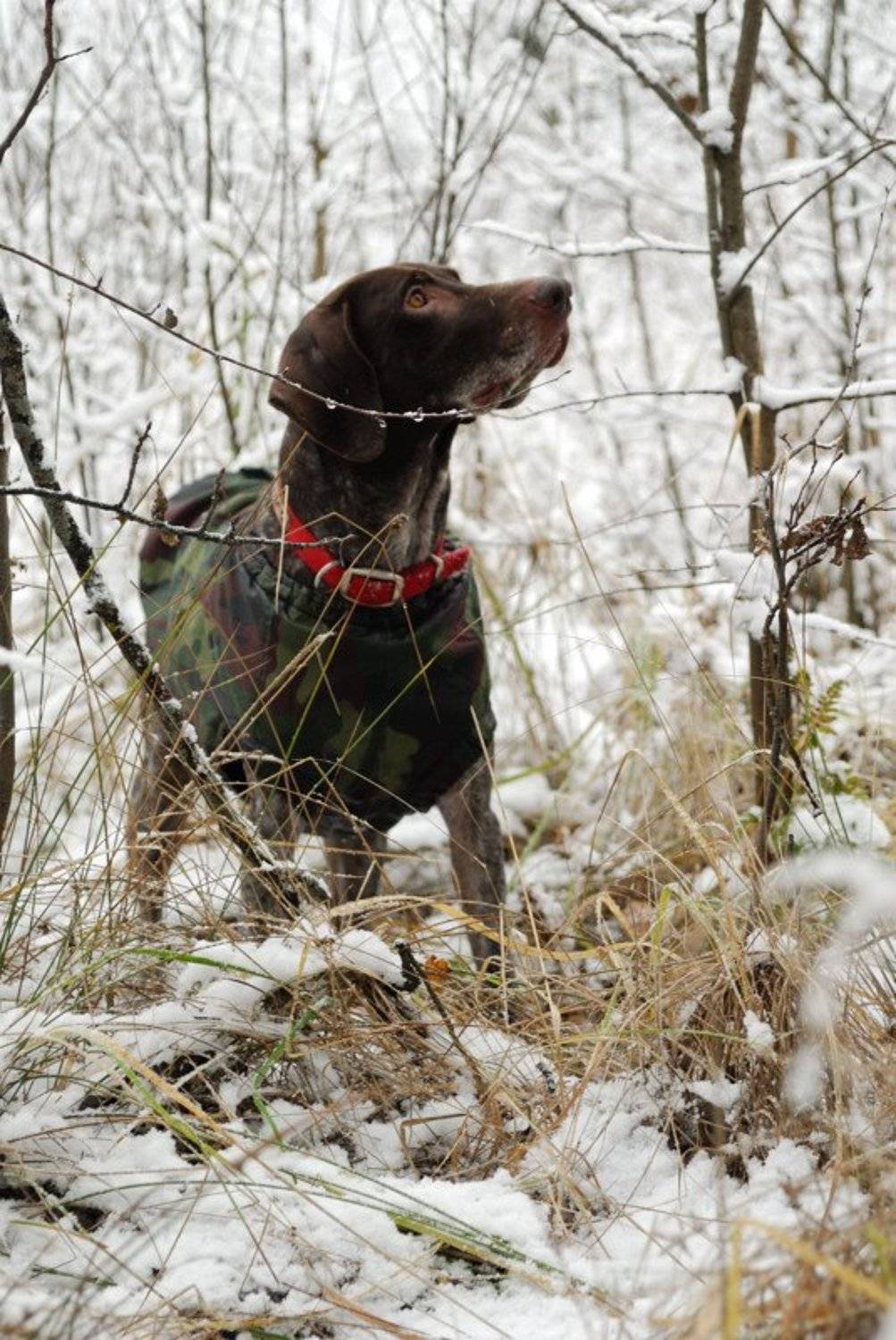 Зимняя. Автор: Вадим зима.курцхаар.лес.снег., Вадим