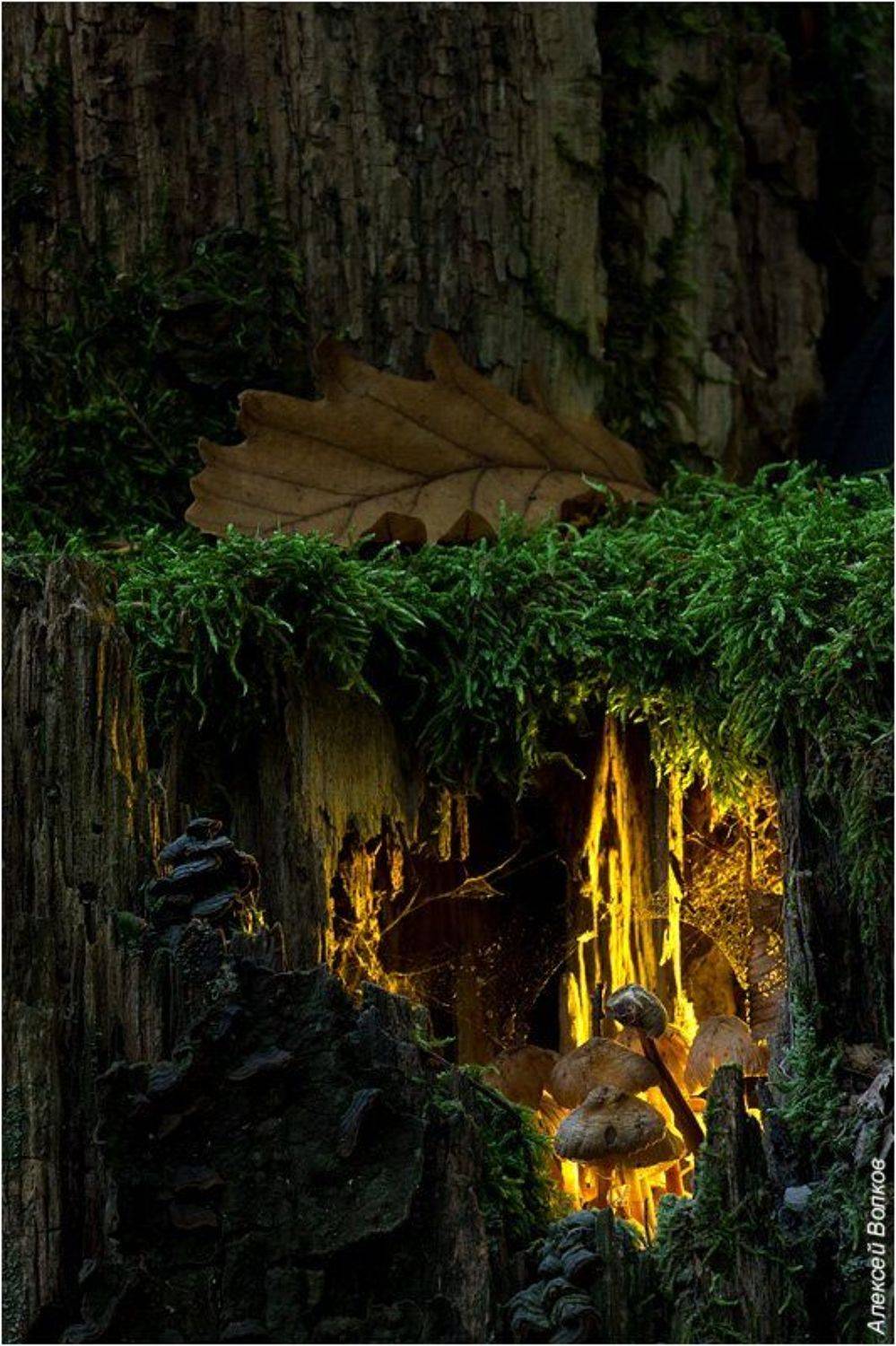 грибы, лес, Алексей Волков