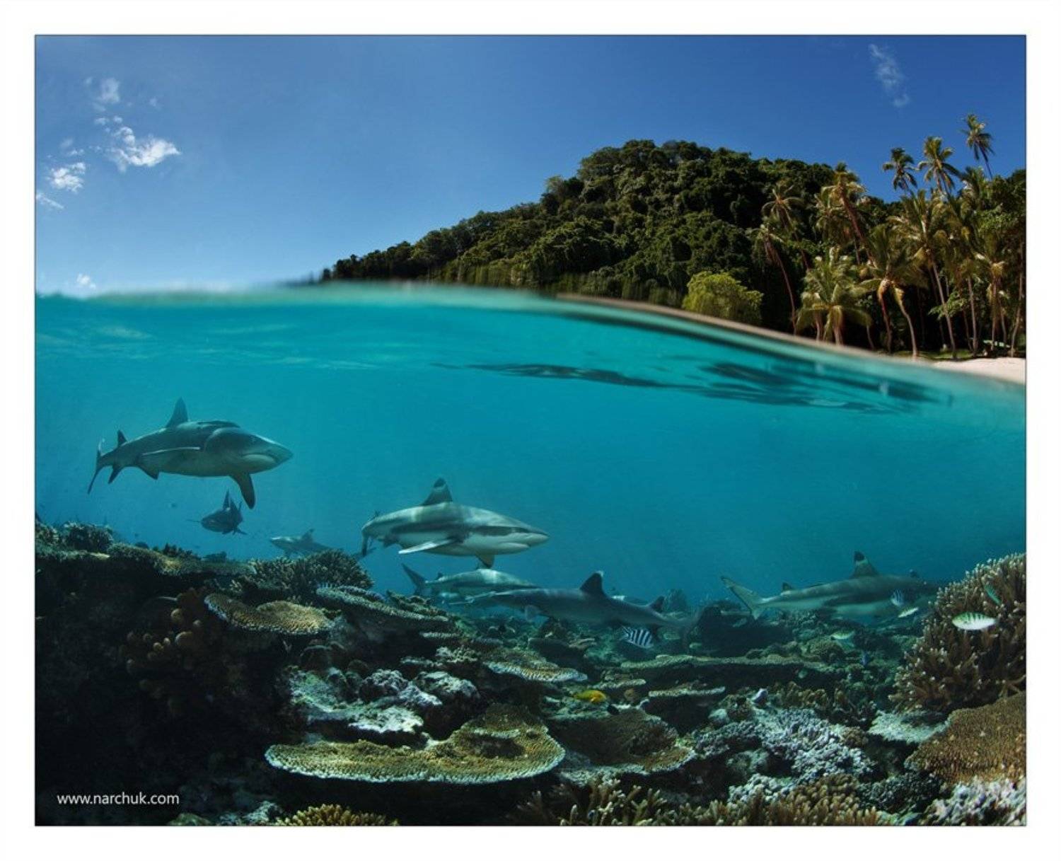 остров, рай, фиджи, акулы, кораллы, риф, опасность, Нарчук Андрей