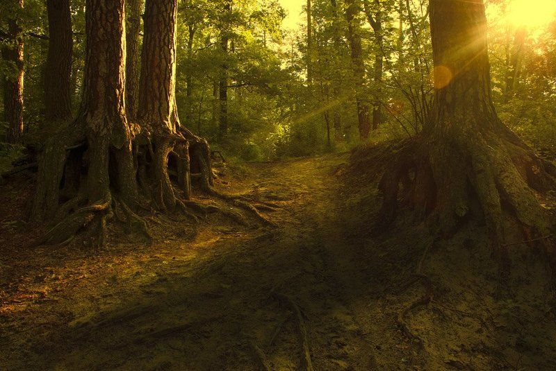 солнце,утро,деревья,лес,луч,дорога утро в лесуphoto preview