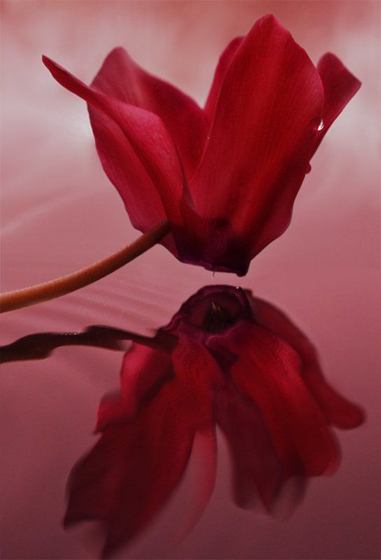 Страстьphoto preview