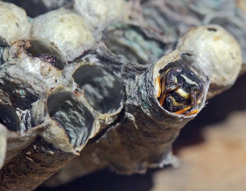 , Uncle_Vova (Владимир Веснин)