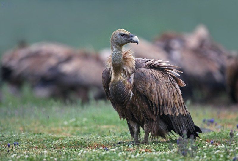 Gyps fulvus фото превью