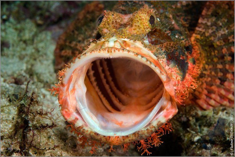 Ненастроение дедушки Бородатого Скорпиона... фото превью