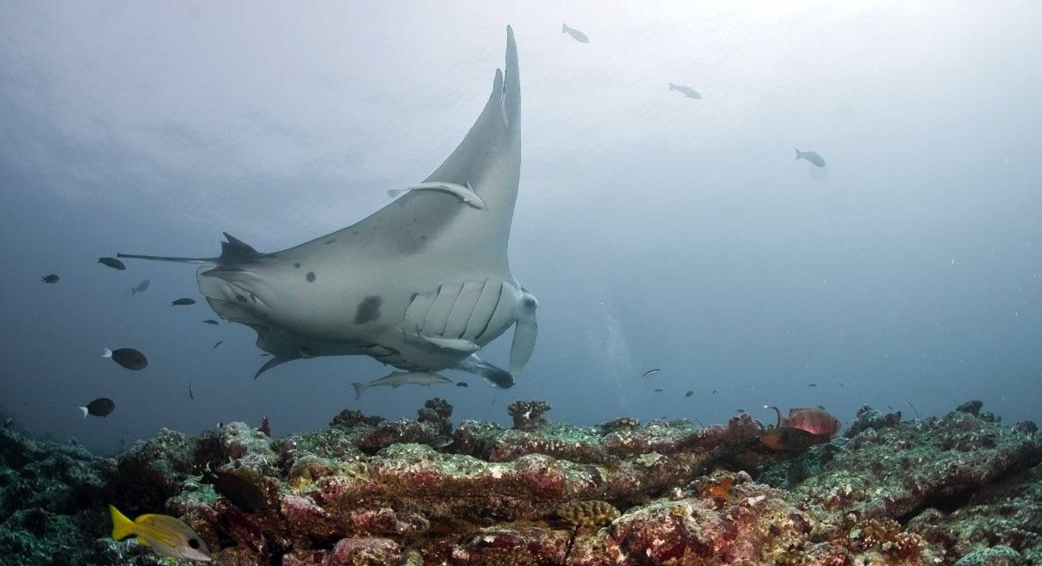 манта, Нетушки