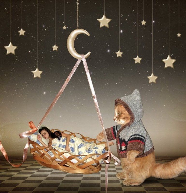 кошка, сон, колыбельная Сон про сон... фото превью