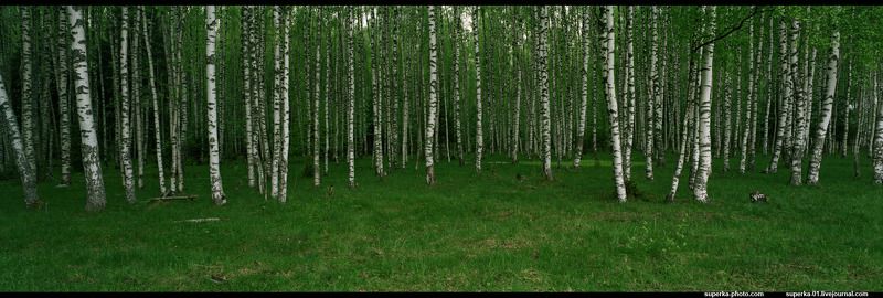 береза, роща, дерево, деревья, трава, весна. Березовая роща.photo preview