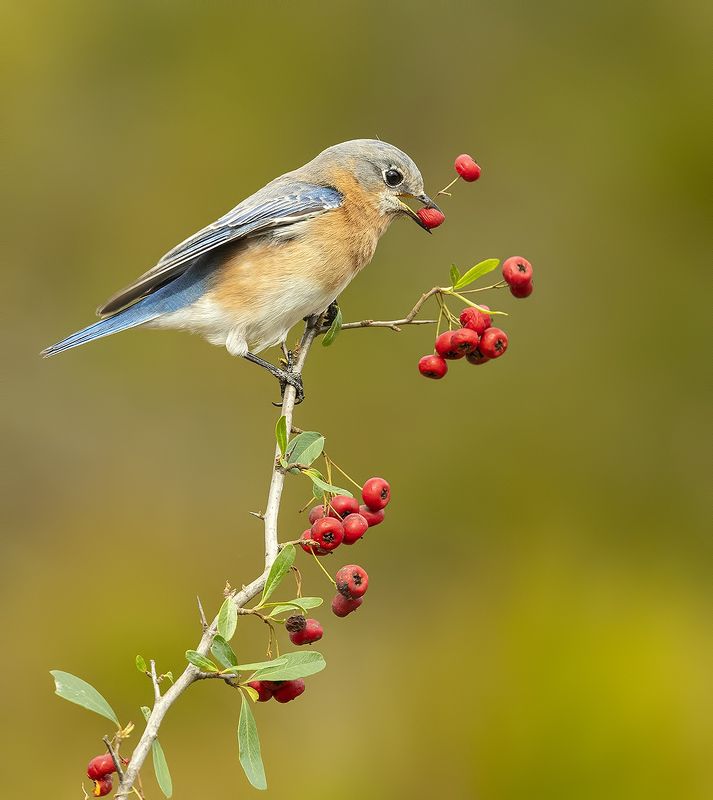 восточная сиалия, eastern bluebird,bluebird Восточная сиалия (самка) - Eastern Bluebird femalephoto preview