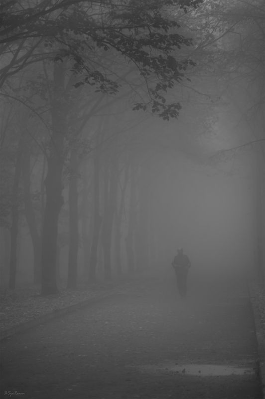 утро, парк, туман ***photo preview