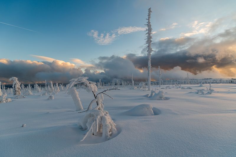 snow,snowy,fresh,winter,landscape,nature,tree,trees,czech, Frozen dayphoto preview
