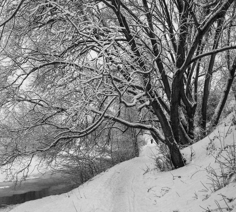 жанр, ч/б, снег, b&w, black and white,черное и белое, черно-белое,графика, плетёнка, рязань Щупальца зимыphoto preview