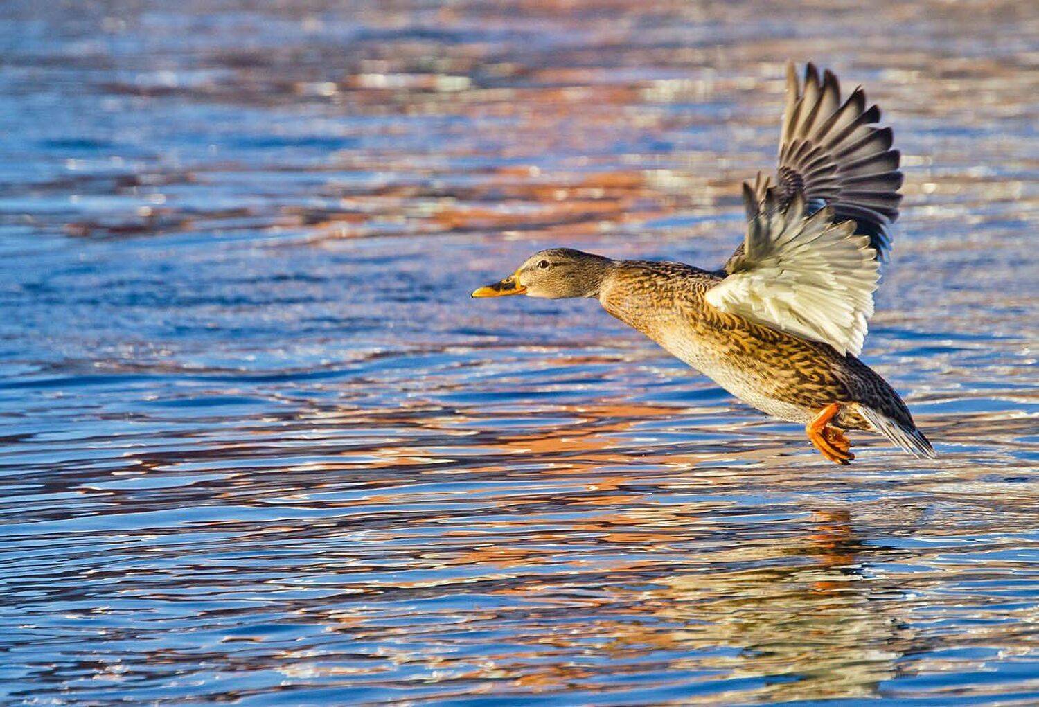 утка, кряква, река, упа, Михаил Агеев