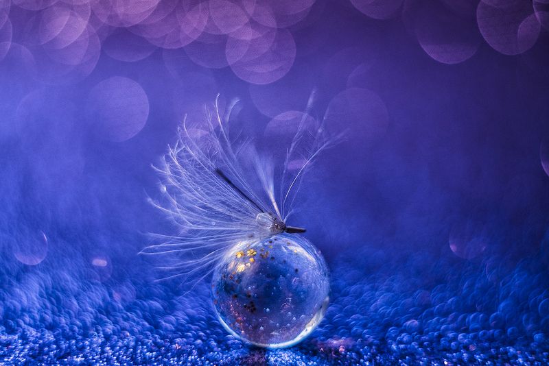 макро, макрофотография, макросъёмка, капли, цвета, градиент, боке photo preview