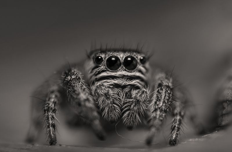 макро, природа, чб,паук, глаза, хищник, охотник, дикая природа По ту соронуphoto preview