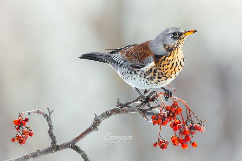 fieldfare, turdus pilaris, дрозд-рябинник, рябинник, animals, birds, nature, wildlife, rowanberry, winter, kharkiv, ukraine, харьков, украина, дрозд, птицы Зимний завтракphoto preview