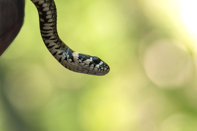 макро, мелкие позвоночные, уж ***photo preview