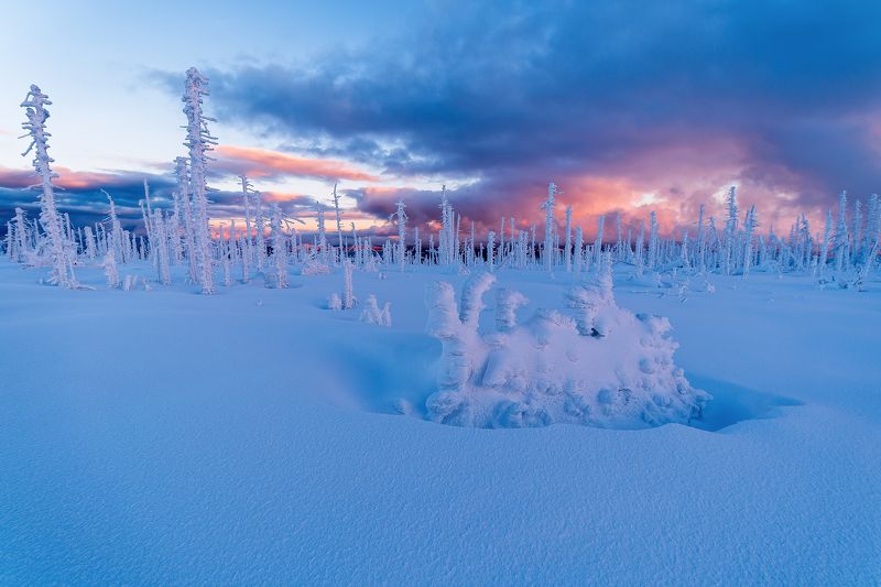 sumava,europe,czech,winter,snow,snowy,nobody,sunrise,sunset, Freshly snowphoto preview