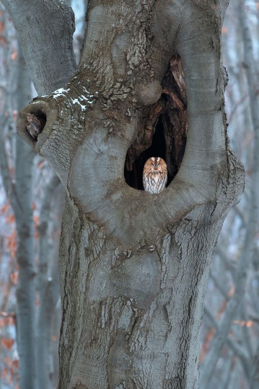 лесной стражphoto preview
