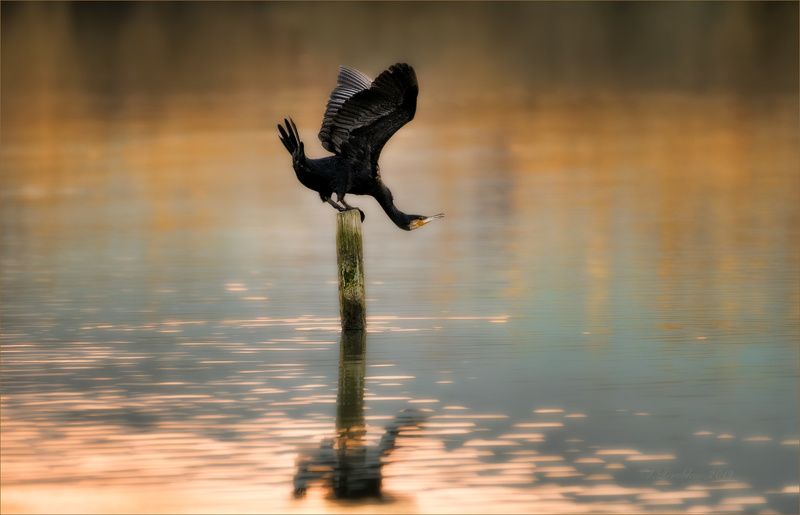 баклан, вода, закат, фауна О гибкостиphoto preview