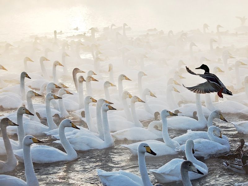 д и р и ж ё р  ;) фото превью