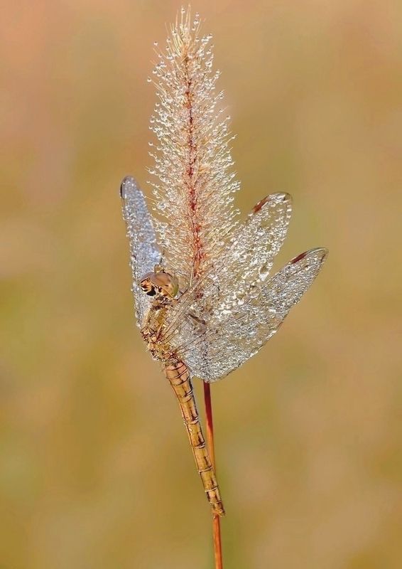 капли, как бриллиантыphoto preview