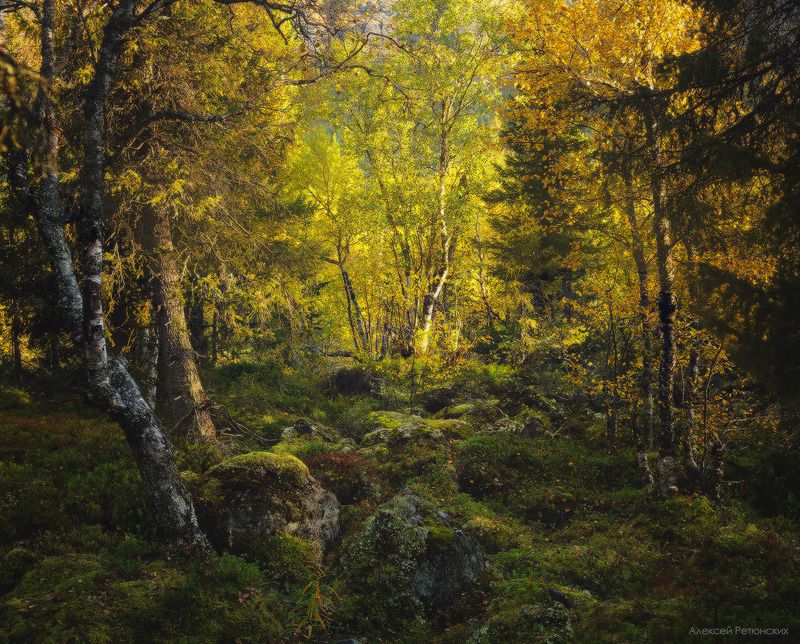 север,сейдозеро,осень,тундра,камни,мох, деревья,лес, Золото Кольскогоphoto preview