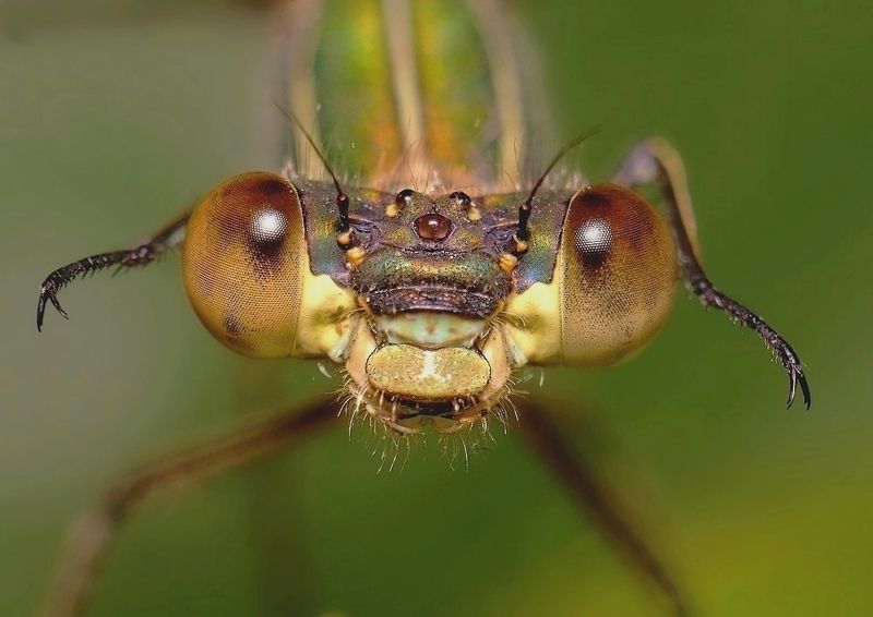 Я позволил сфотографировать ?photo preview