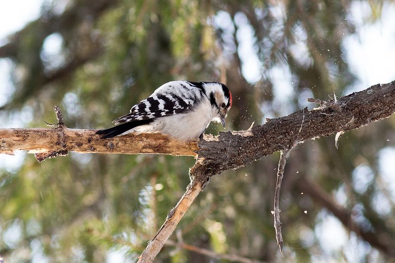Малый пестрый дятел за работойphoto preview