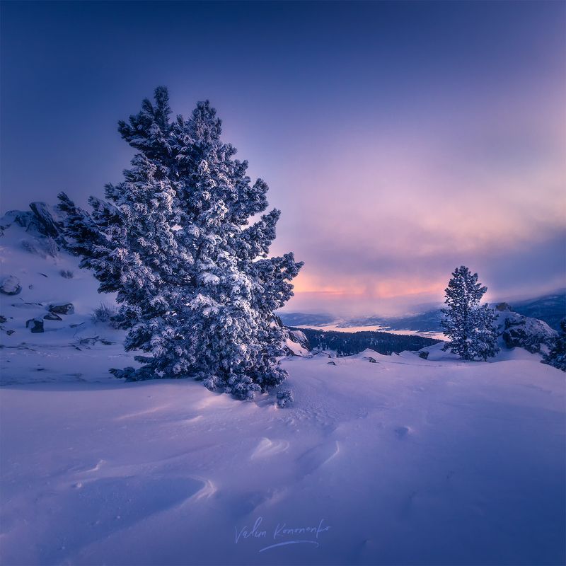 Спящие кедры перевалов Алтаяphoto preview