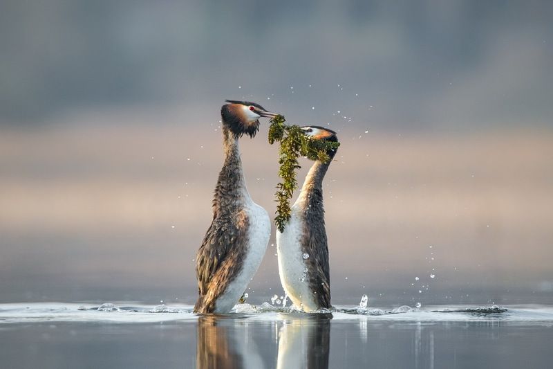 Кто выше.photo preview