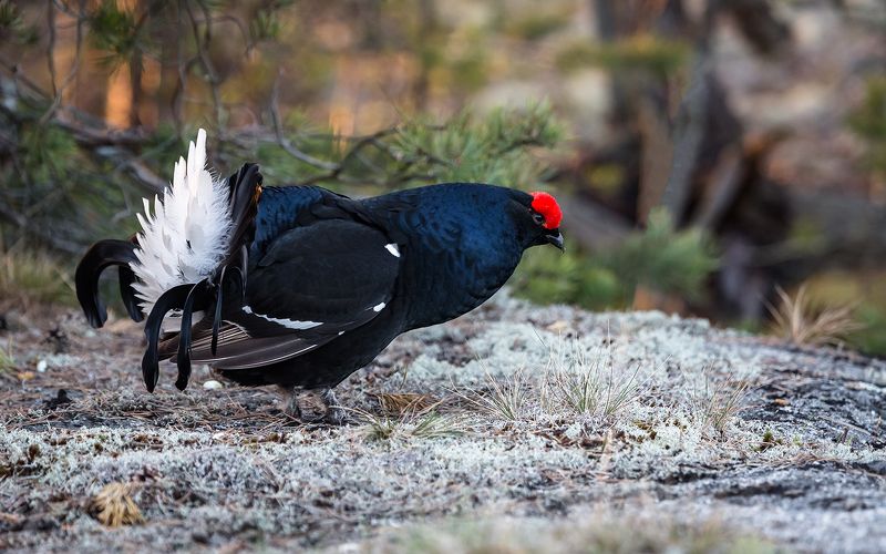 тетерев, ток, весна, орнитология, птицы, птицы россии, дикая природа. фото охота, На тетеревином току.photo preview