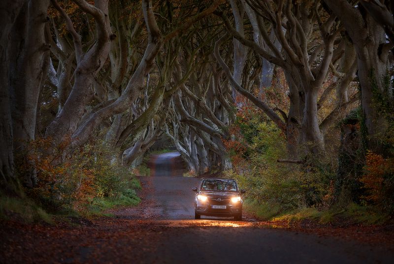 ireland, dark hedges, county antrim, буковая аллея, ирландия Northern Ireland. The Dark Hedgesphoto preview