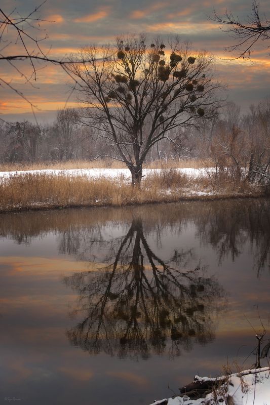 зима, февраль, берег, река,лес На закате зимы ...photo preview