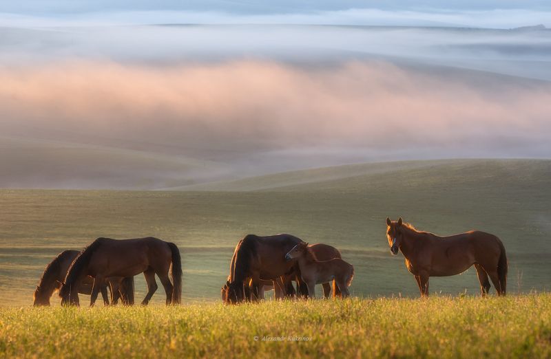 алтай, лето, рассвет, утро Алтайское утро... фото превью