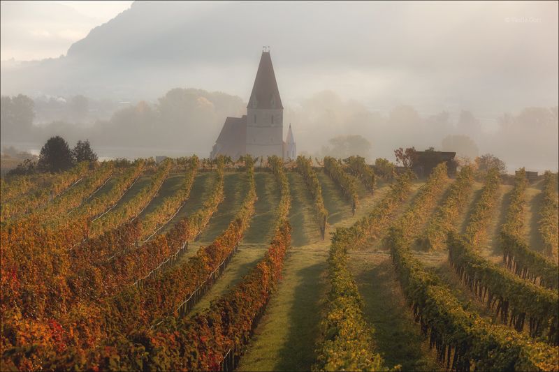 австрия,weißenkirchen,осень,белая церковь,wachau,österreich,виноградники. Белая церковьphoto preview