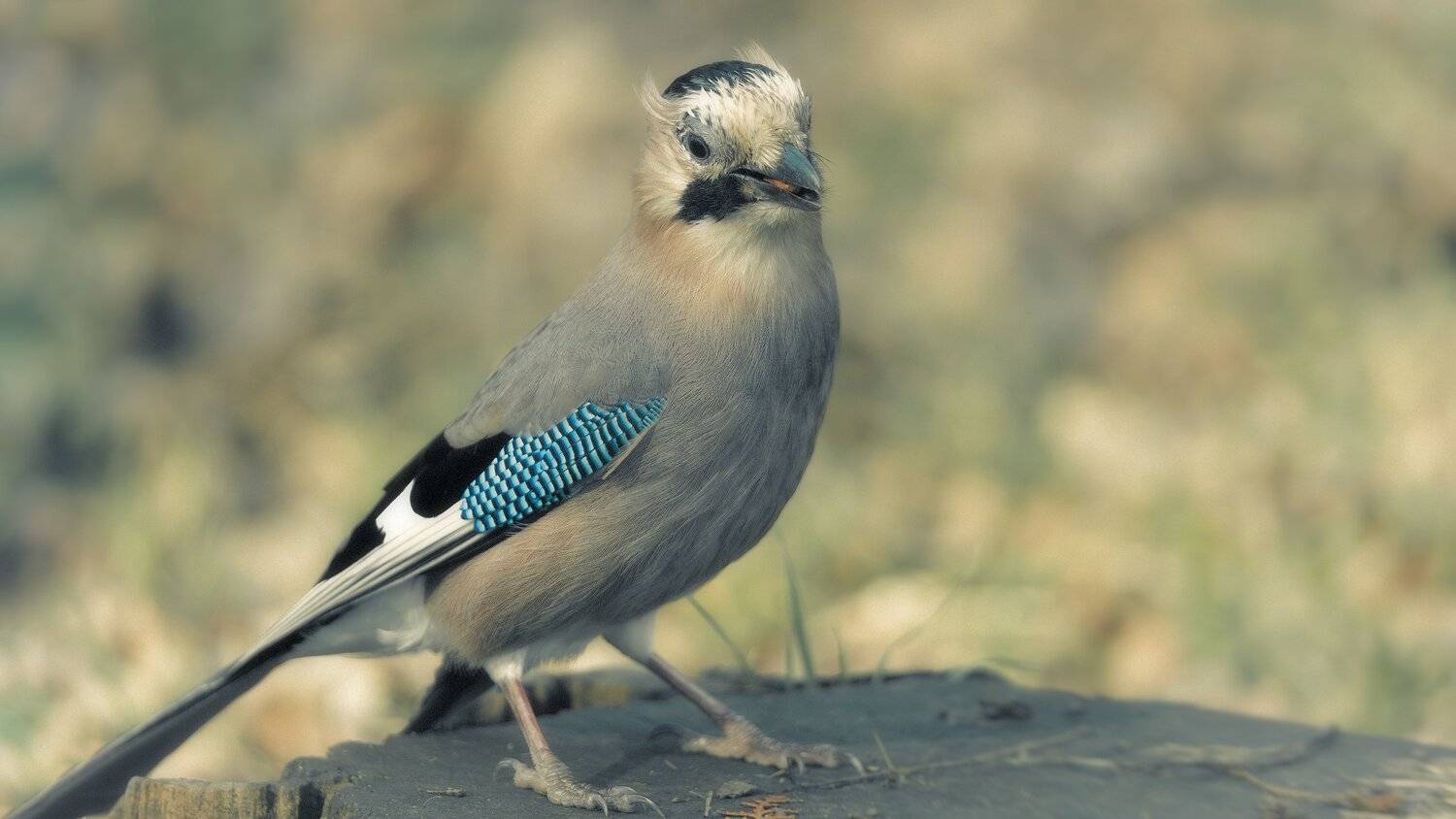 Про сойку в феврале. Автор: Alexander Plekhanov с, орехом, Alexander Plekhanov