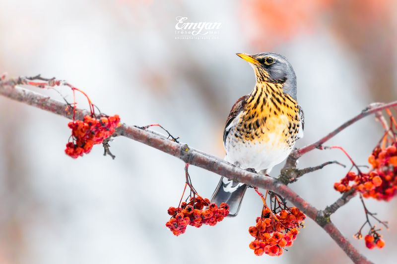 рябинник, дрозд, птицы, украина, canon, fieldfare, turdus pilaris, animals, birds, wildlife Рябинник зимойphoto preview