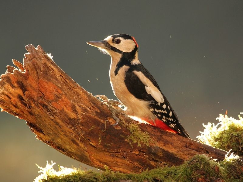 Dendrocopos majorphoto preview