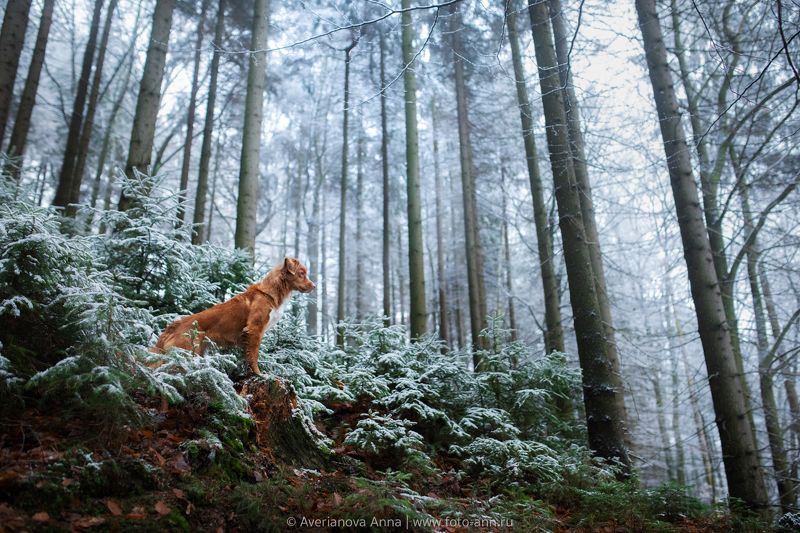 в лесуphoto preview