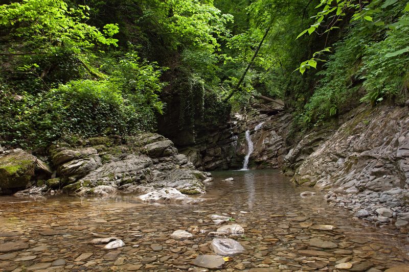 бешенка, агой photo preview