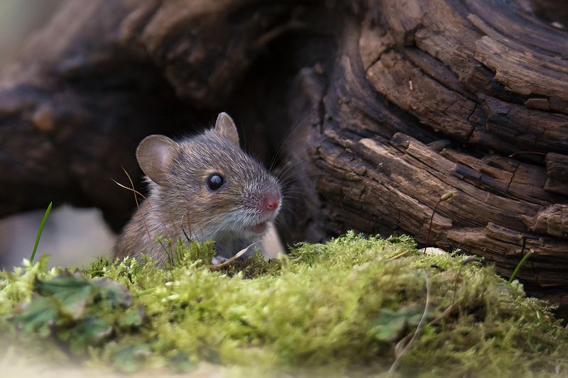 Наблюдательphoto preview