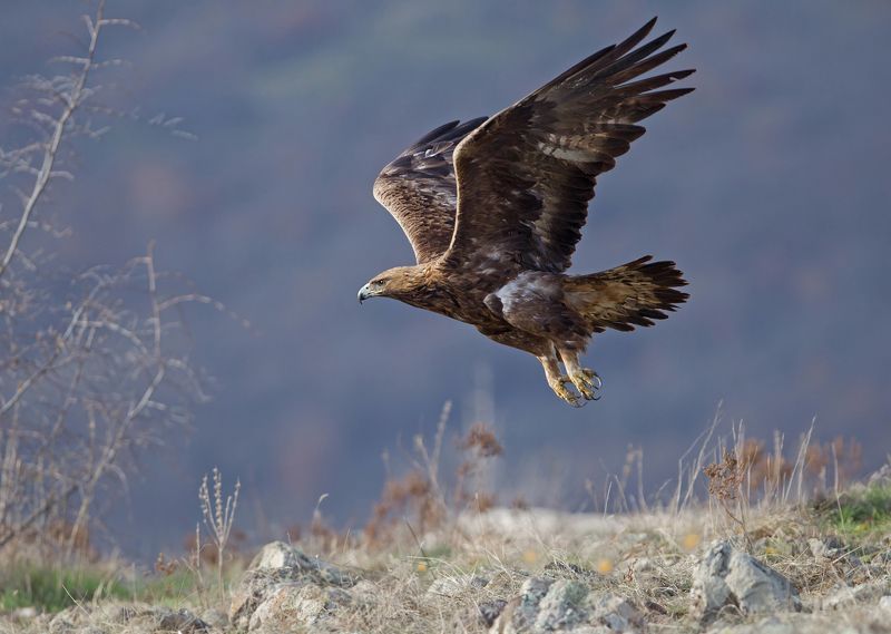 golden eaglephoto preview