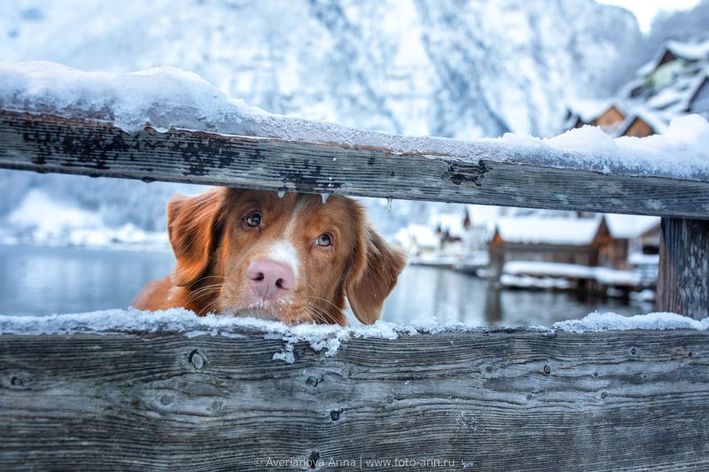 собака, милое, природа в ожидании весныphoto preview