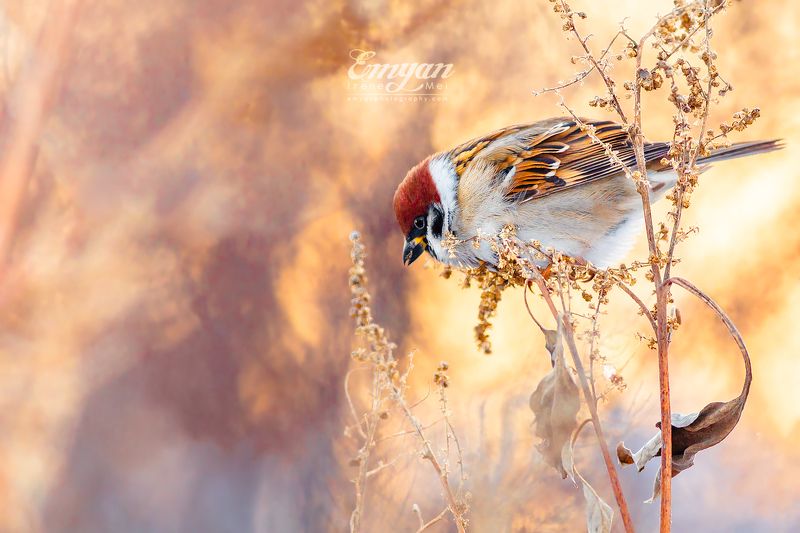 воробей полевой, птицы, животные, дикая природа, украина, харьков, закат, golden light, sparrow, eurasian tree sparrow, passer montanus, animals, wildlife, birds Зимние воробьиphoto preview