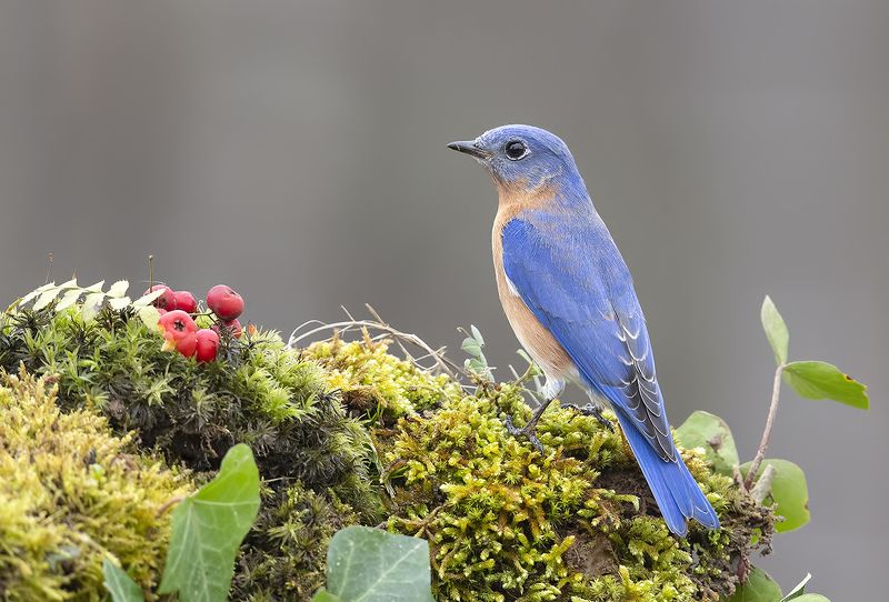 восточная сиалия, eastern bluebird,bluebird Восточная сиалия (cамец) - Eastern Bluebird malephoto preview
