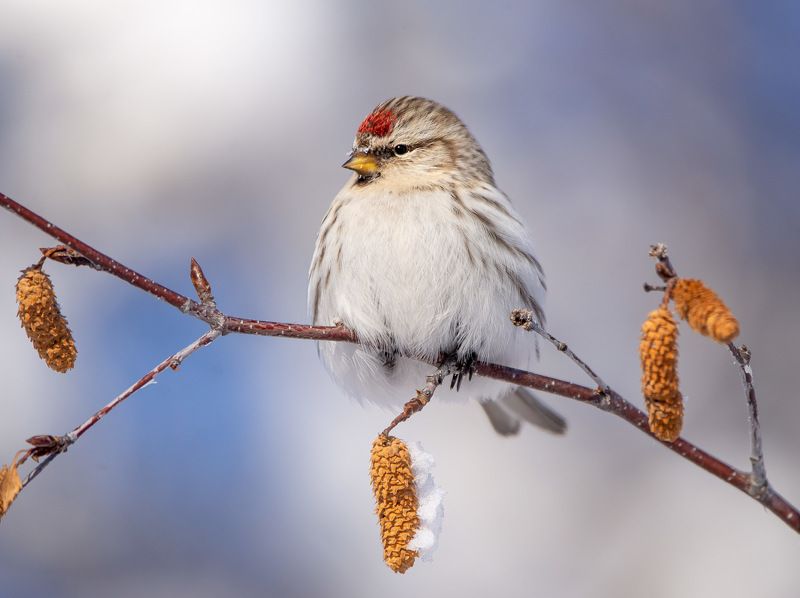 Первые признаки весны в Якутииphoto preview